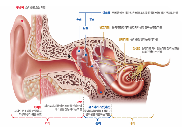 보청기는 어떻게 소리를 들리게 할까요? 귀가 소리를 듣는 과정