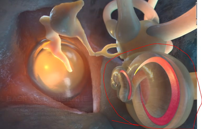 보청기는 어떻게 소리를 들리게 할까요? 귀가 소리를 듣는 과정
